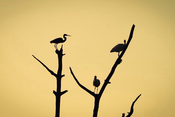 心理防御机制之情感隔离