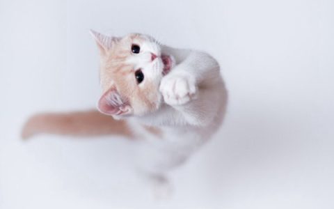 担心被猫狗抓咬得狂犬病