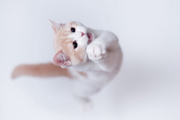 担心被猫狗抓咬得狂犬病